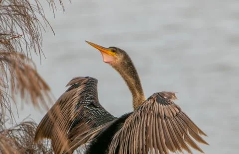 Female anhinga Stock Photos