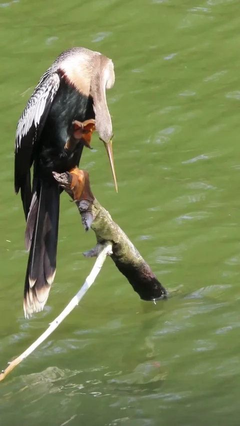 Female Anhinga Scratching Neck with Foot While Perched, Snakebird Behavior Stock-Footage 343190637