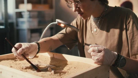 Female Archaeologist Using Brush to Clean Bones in Sand-Filled Box Stock Footage 296513711