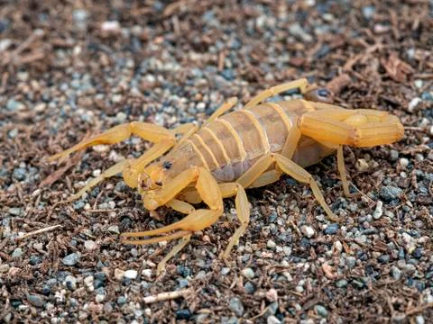 Female Arizona bark scorpion, Centruroides sculpturatus Stock Photos