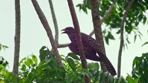 Female Asian Koel Perched in Tropical Tree Canopy Video stock 336713402