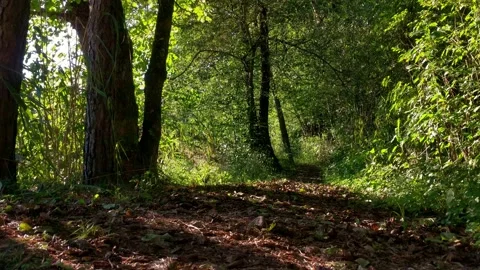 Female athletic runner running alone along a forest trail in the evening. Stock Footage 137673954