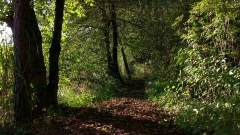 Female athletic runner running alone along a forest trail in the evening. Stock Footage 137674158