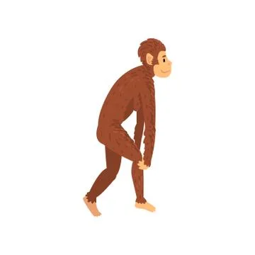 Female Australopithecus, Biology Human Evolution Stage, Evolutionary Process of Stock Illustration