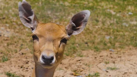 A Female axis deer on a meadow Stock Footage 251380573