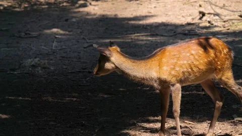 A female axis deer walking Video stock 260390351