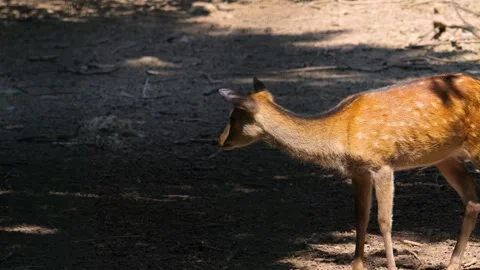 A female axis deer on a walking Stock Footage 260399929