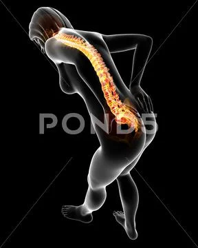 Back Muscle Anatomy Of Woman Render Stock Photo, Picture and