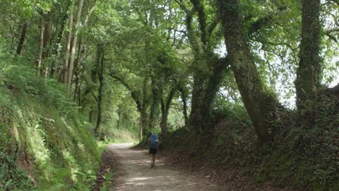 Female backpacker walking along path through forest tree tunnel. Camino Portugue Stock-Footage 311673676