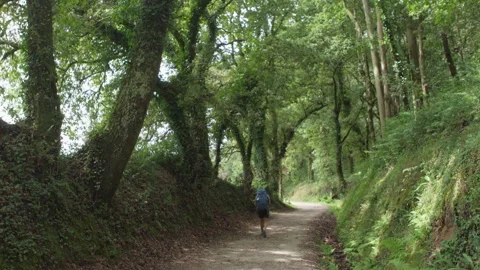 Female backpacker walking along a path through a forest tree tunnel. Camino Port Video stock 321842031