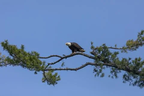 Female Bald Eagle Fotos de archivo
