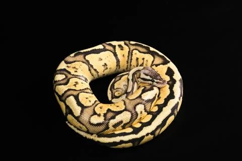 Female Ball Python. Firefly Morph or Mutation snake Stock Photos