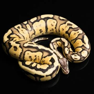 Female Ball Python. Firefly Morph or Mutation snake 스톡 사진