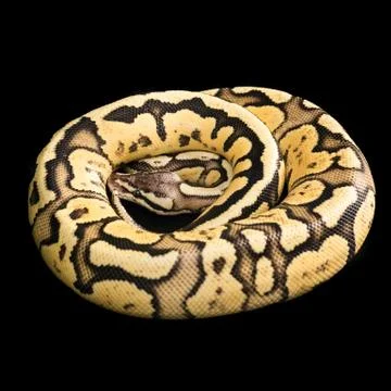 Female Ball Python. Firefly Morph or Mutation snake Stockfoto's
