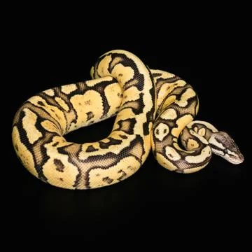 Female Ball Python. Firefly Morph or Mutation snake 写真素材