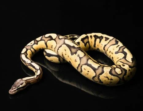 Female Ball Python. Firefly Morph or Mutation snake 写真素材
