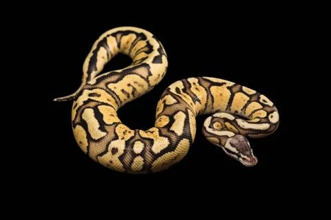 Female Ball Python. Firefly Morph or Mutation snake Stock Photos