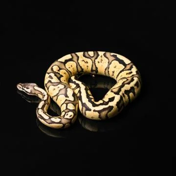 Female Ball Python. Firefly Morph or Mutation snake Photos