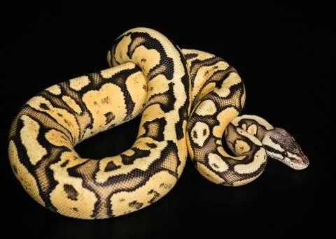 Female Ball Python. Firefly Morph or Mutation snake Stock Photos