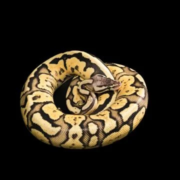 Female Ball Python. Firefly Morph or Mutation Photos