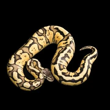 Female Ball Python. Firefly Morph or Mutation Stock Photos