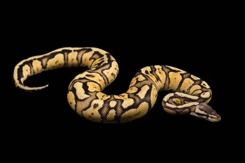 Female Ball Python. Firefly Morph or Mutation snake 写真素材