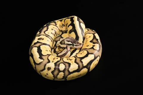 Female Ball Python. Firefly Morph or Mutation Photos