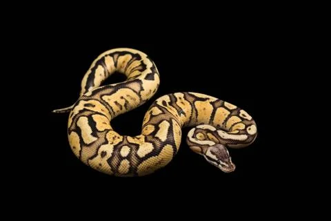 Female Ball Python. Firefly Morph or Mutation Photos