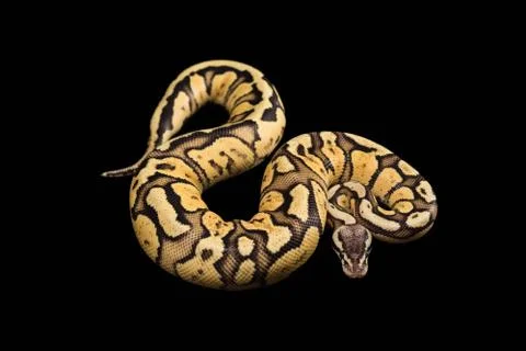 Female Ball Python. Firefly Morph or Mutation snake 스톡 사진