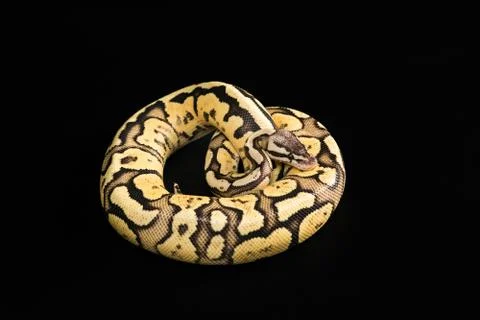 Female Ball Python. Firefly Morph or Mutation Stock-Fotos