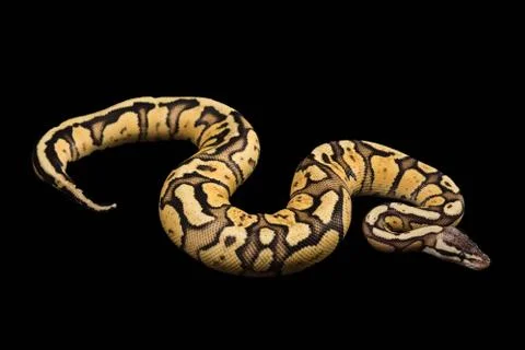 Female Ball Python. Firefly Morph or Mutation Stock Photos