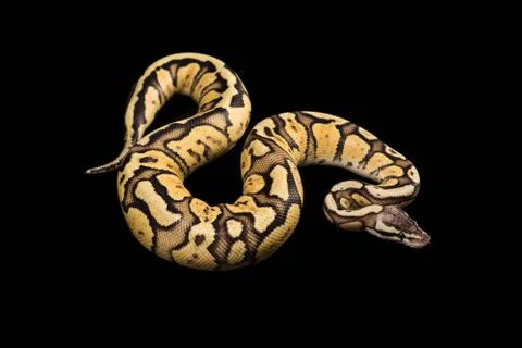 Female Ball Python. Firefly Morph or Mutation Stock Photos