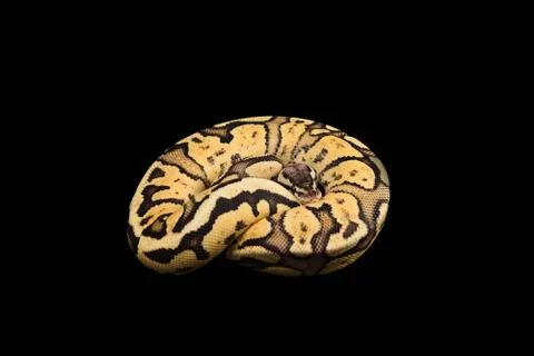 Female Ball Python. Firefly Morph or Mutation Stock Photos