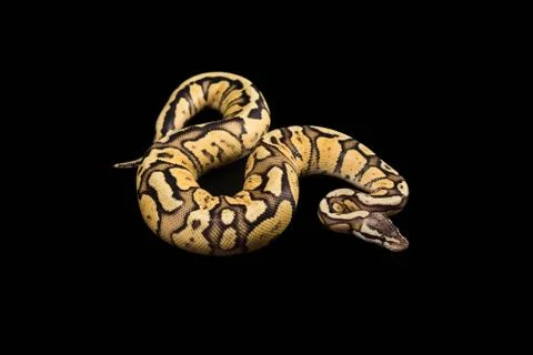 Female Ball Python. Firefly Morph or Mutation Stock Photos
