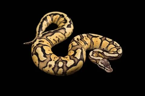 Female Ball Python - Python regius, age 1 year, isolated on a black backgro.. Stock Photos