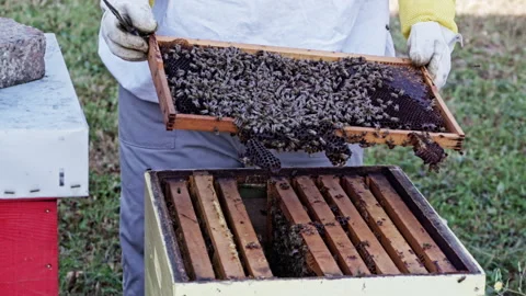 Female beekeeper holding frame densely covered in bees Stock Footage 345088136