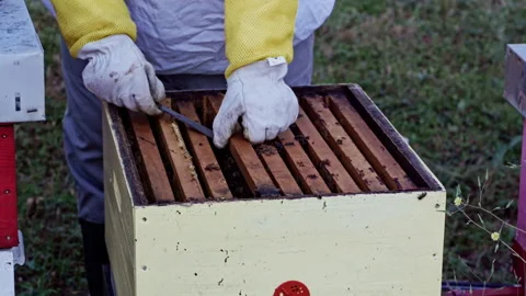 Female beekeeper lifting bee covered frame from hive Stock Footage 345088067