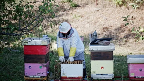 Female beekeeper lifting frame covered in bees Stock Footage 345088295