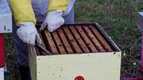 Female beekeeper prying frame from open hive with tool Stock Footage 345088229