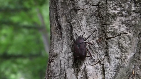 Female beetle crawling Stock Footage 82446819