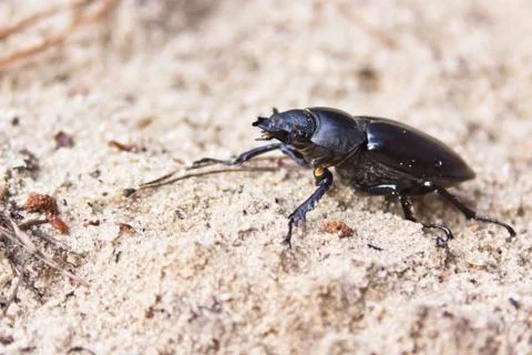Female of beetle Stock Photos