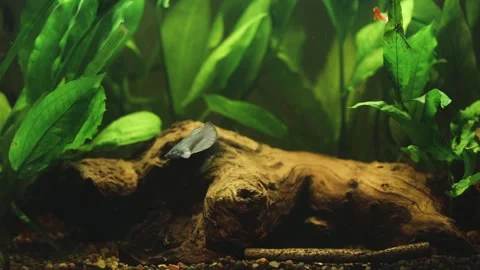Female betta fish and guppies swimming Stock Video Pond5