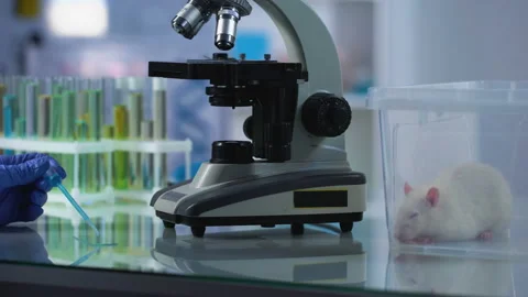Female biologist looking through microscope at lab sample, pharmacology research Stock Footage 88195996