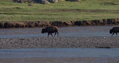 Female bison with post-miscarriage discharge walking beside fast flowing river Stock Footage 339092840