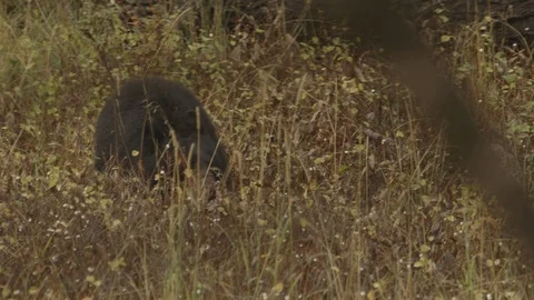 Female Black Bear Eats Berries in Tall Grass in Yellowstone National Park Stock Footage 122223853