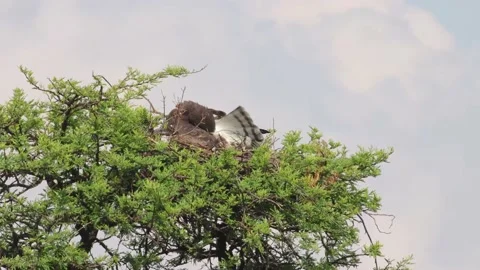 Female Black Chested Snake Eagle sitting in nest 動画素材 162307047