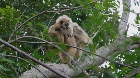 Female Black Howler Monkey Carrying Infant On Tree Branch in Argentina Forest Stock Footage 341386751