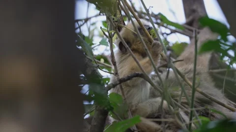 Female Black Howler Monkey Feeding on Leaves in Tree Canopy Stock Footage 341406732