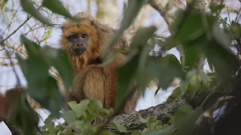 Female Black Howler Monkey Resting in Tree Canopy in Argentina Forest Stock Footage 341458789