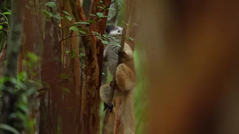 Female Black lemur, Eulemur macaco, face detail portrait with yellow eye. Park N Stock Footage 289769464